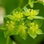 Bupleurum Griffithii