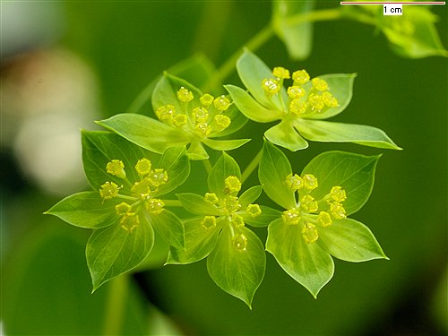 Bupleurum Griffithii