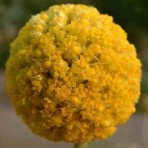 Craspedia globosa. ‘Drumstick’.