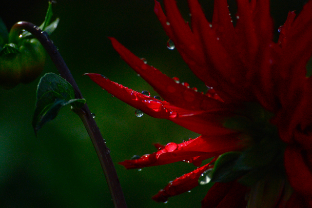 [http://higgledygarden.com/wp-content/uploads/2012/08/dahlia-cactus.jpg]