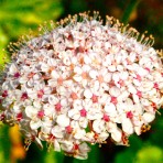 Didiscus ‘Lacy’