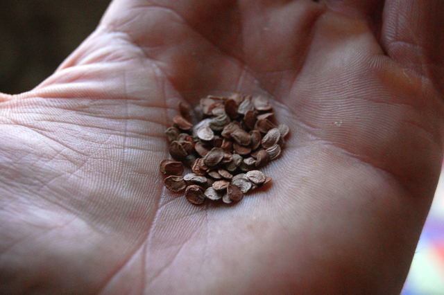 didiscus seeds