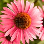 Echinacea. ‘Primadonna Deep Rose Pink’