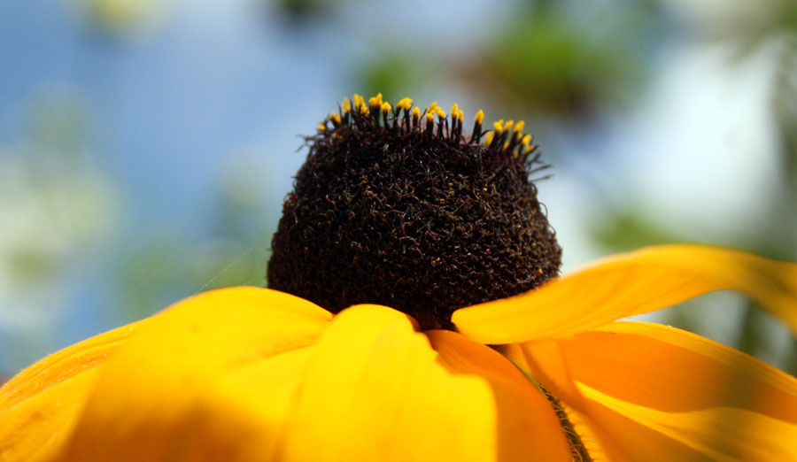 rudbeckia marmalade closeup Higgledy Garden