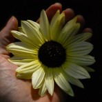 Helianthus. Sunflower. ‘Vanilla Ice’.