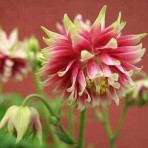 Aquilegia. ‘Nora Barlow’
