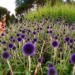 Echinops. ‘Ritro’.