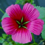 Malope Trifida. ‘Vulcan’