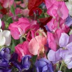 Sweet Pea. ‘Perfume Delight’.