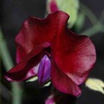 Sweet Pea. ‘Beaujolais’.
