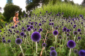 how to grow echinops from seed