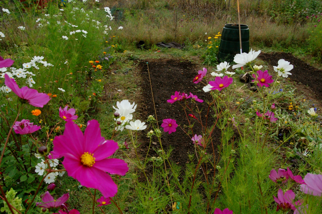 sowing hardy annuals