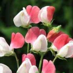 Sweet Pea. ‘Painted Lady’.