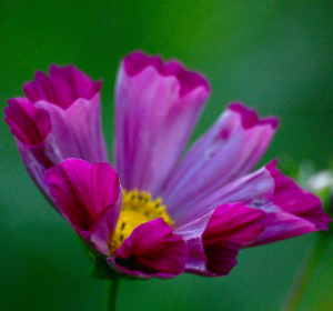 Cosmos Bipinnatus Pied Piper