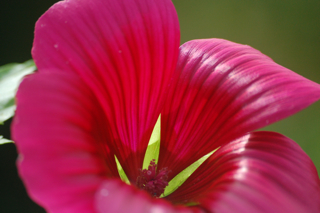 Easy to grow flowers. Malope.