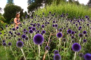Annuals or Perennials for the cutting patch?