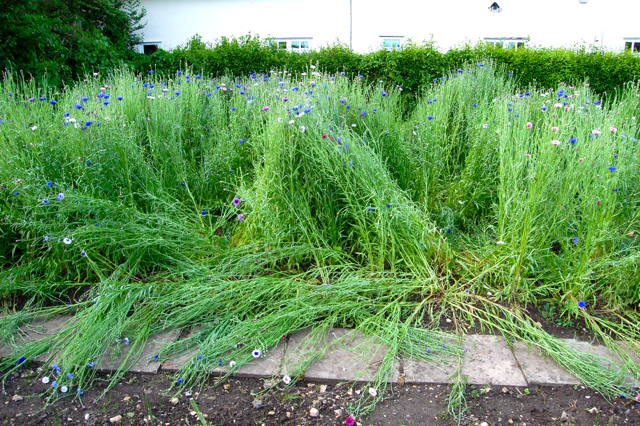 Creating a Cut-Flower Patch