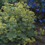 Alchemilla Mollis. ‘Irish Silk’.