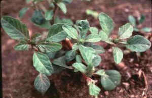 red amaranth seedling
