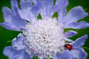 scabiosa Atropurpurea