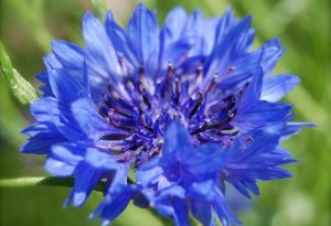 Blue Cornflowers From Seed.