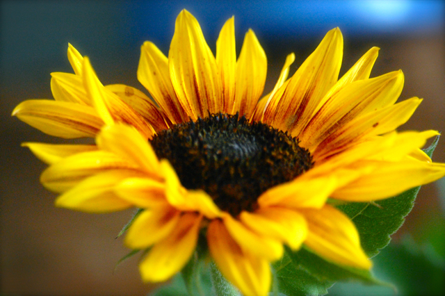 Edible Sunflower