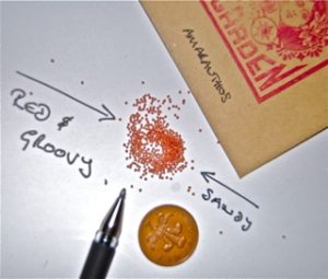 Sowing Amaranthus Seeds.