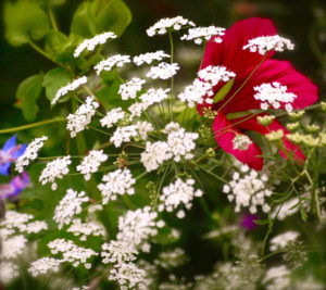 Ammi Majus a beautiful white lacey flower