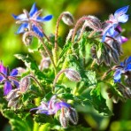 Borage