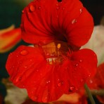 Climbing Nasturtium. ‘Scarlet Munchkin’.