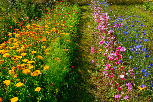 Creating a Cut-Flower Patch