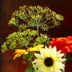 Dill. ‘Mammoth’.