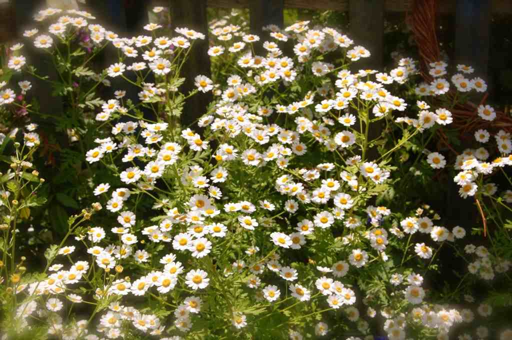 Feverfew