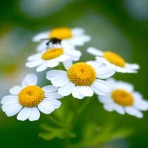 Feverfew. ‘Jackpot’