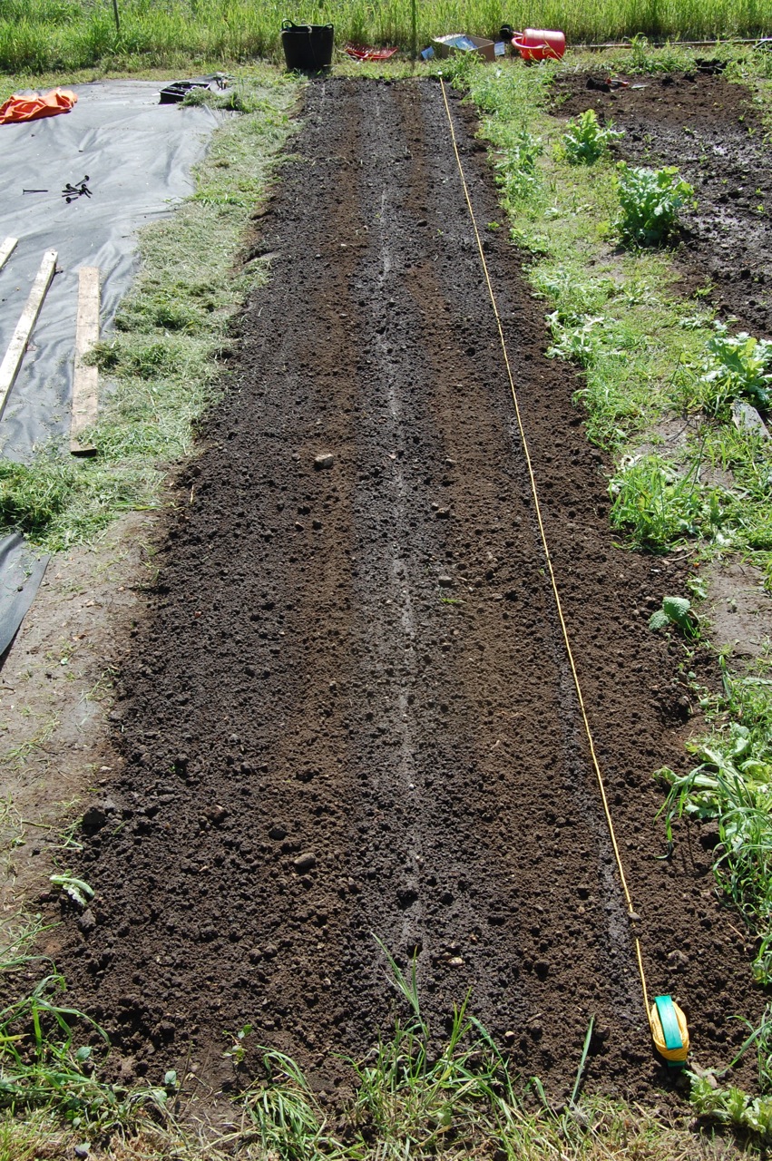 Preparing Cut Flower Beds Higgledy Garden