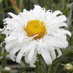 Chrysanthemum. ‘Crazy Daisy’.