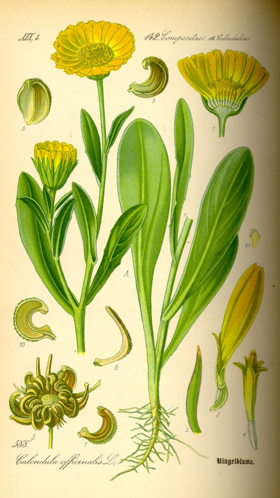 calendula seed