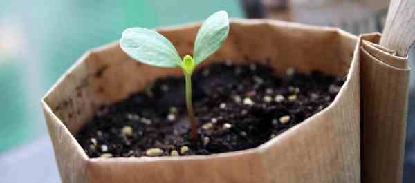 zinnia seeds in pots