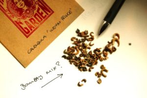 Calendula ‘Indian Prince’ Seeds.