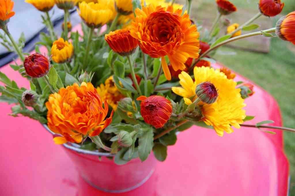 calendula-officinalis-higgledy-garden