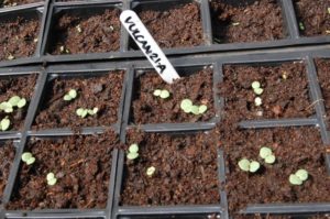 Malope Trifida seedlings