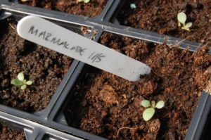 Rudbeckia marmalade seedling
