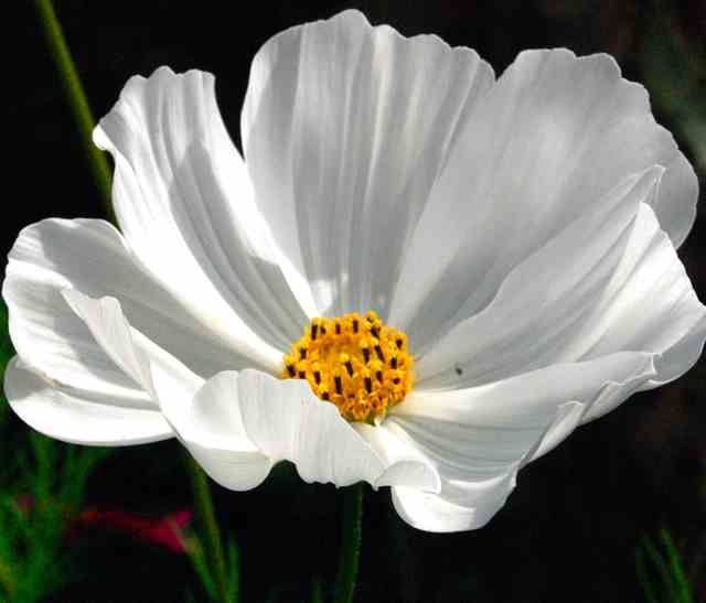Cosmos 'Purity' Flower.