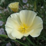 Eschscholzia, ‘Ivory Castle’.