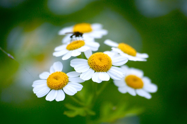 Feverfew and Mr Fly.