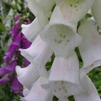 Digitalis (Foxglove) ‘Alba’