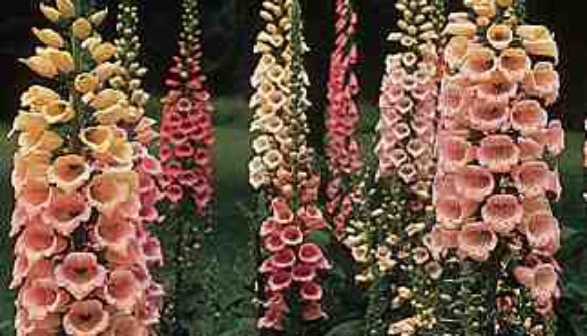 Foxglove excelsior