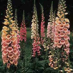 Foxglove 'Excelsior'