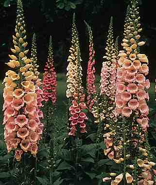 foxglove growing from seed