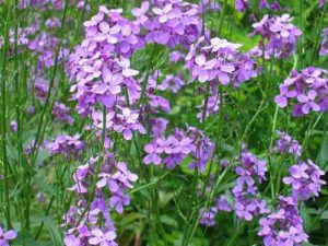 Hesperis flower
